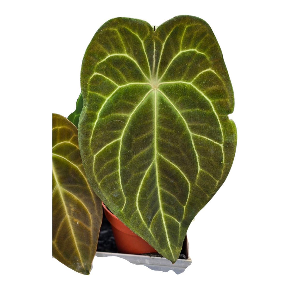 Anthurium andraeanum 40cm 13cm Pot