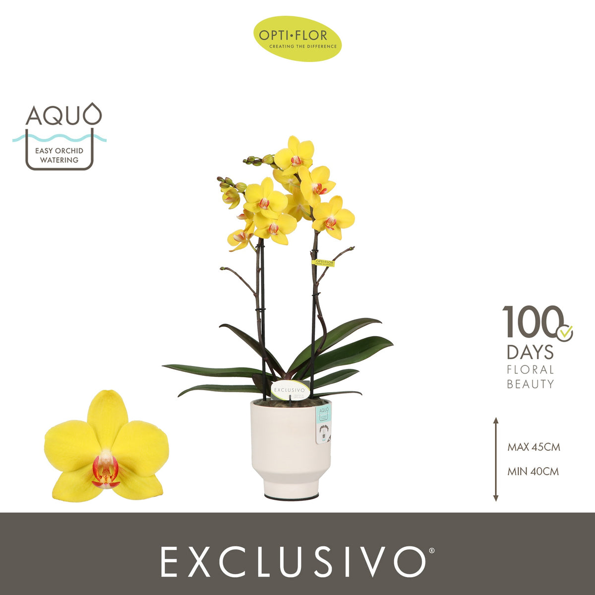 Phalaenopsis yellow 45cm 12cm Pot