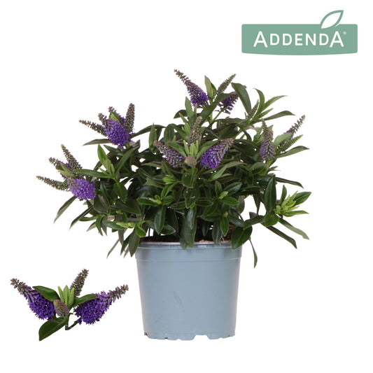 Hebe Hebedonna Britta 30cm 12cm Pot