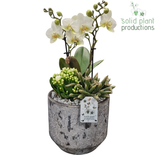 PH223 Maria Grey Pot Phalaenopsis 45cm 19cm Pot