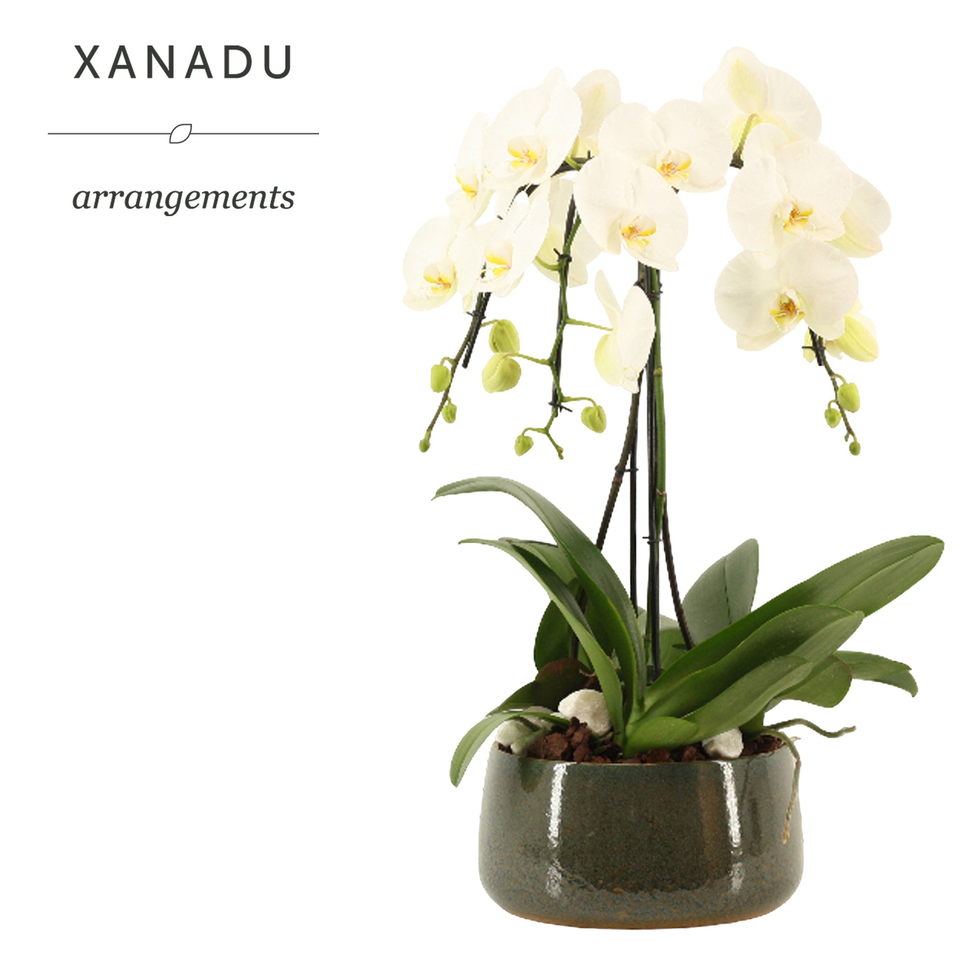 Xanadu Doha 60cm 24cm Pot