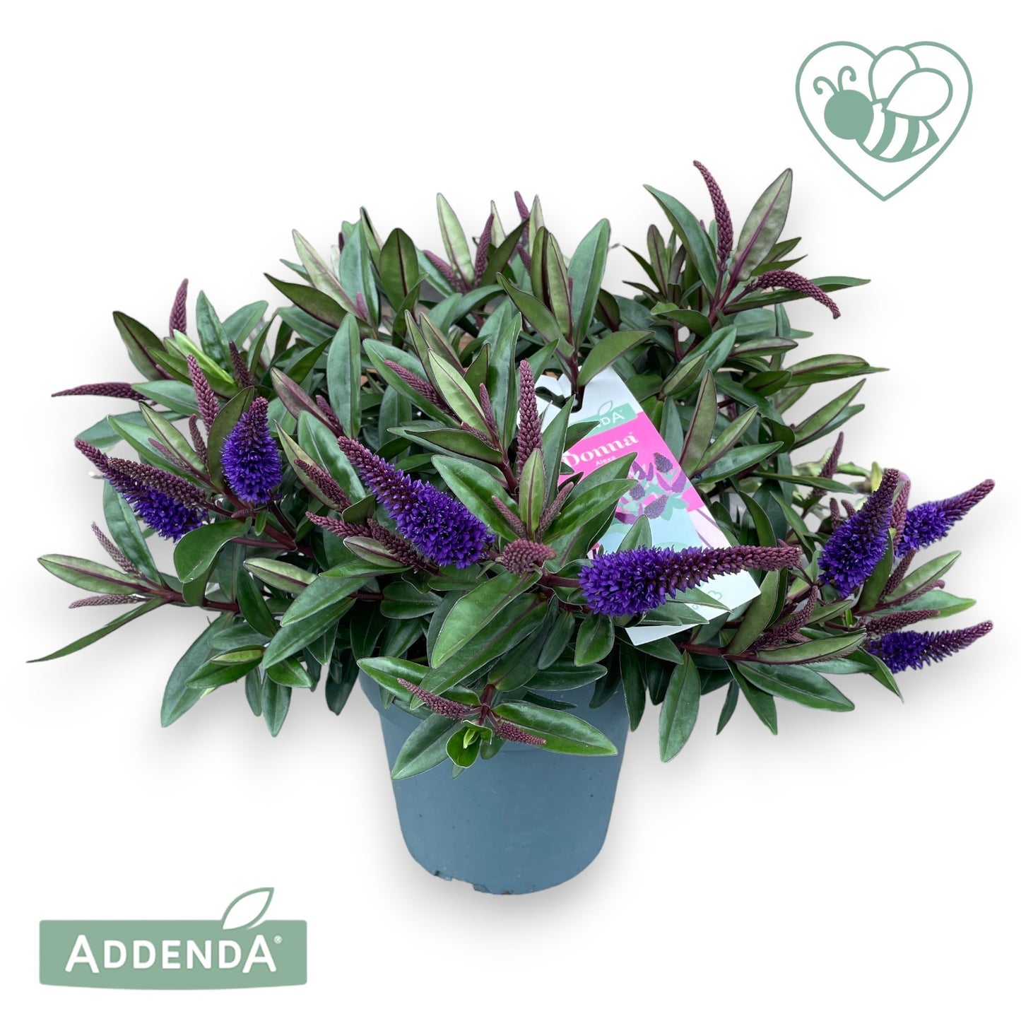 Hebe Addenda mix 30cm 12cm Pot