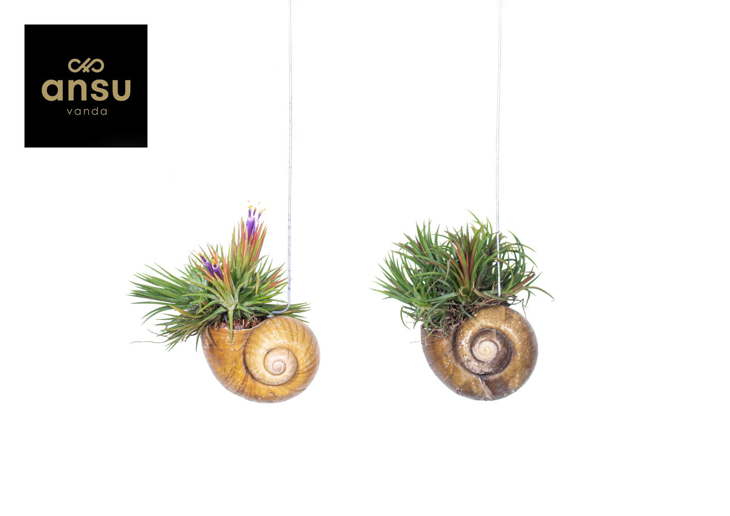 Ansu Tillandsia Shelly in hanging shell Pack of 3