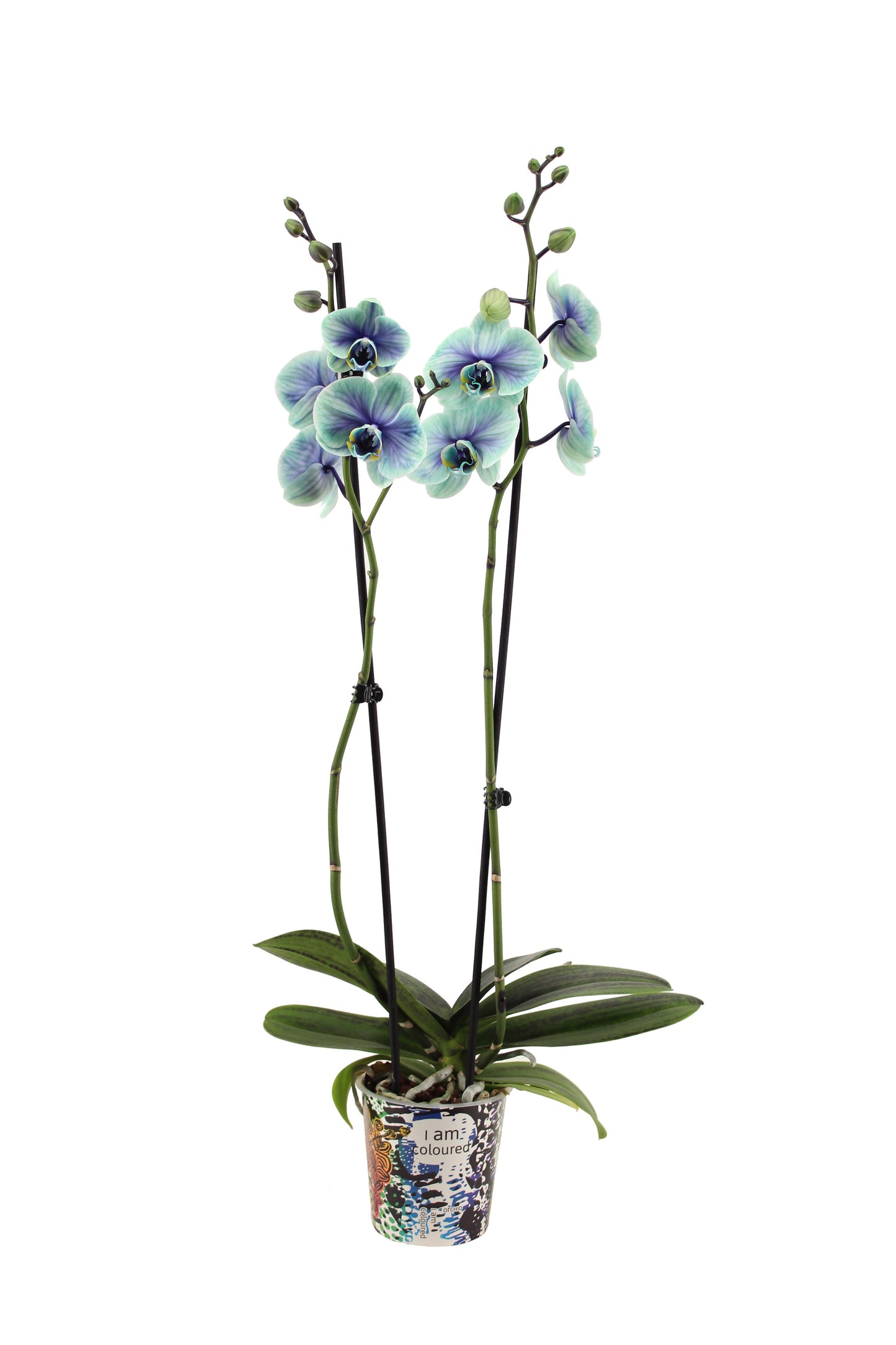 Phalaenopsis Royal Northern Light 55cm 12cm Pot