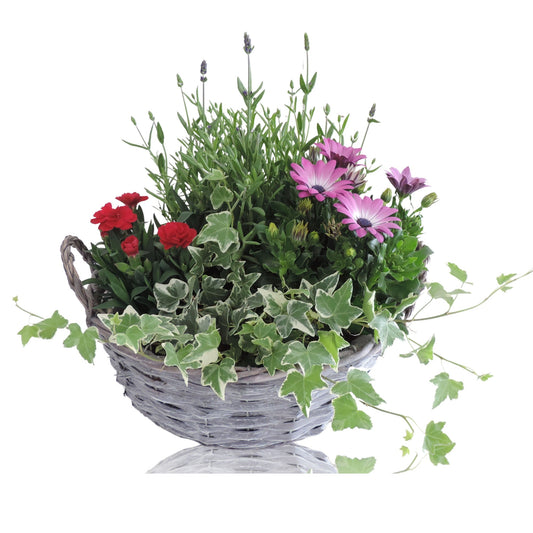 Outdoor arrangement 35cm 29cm Pot