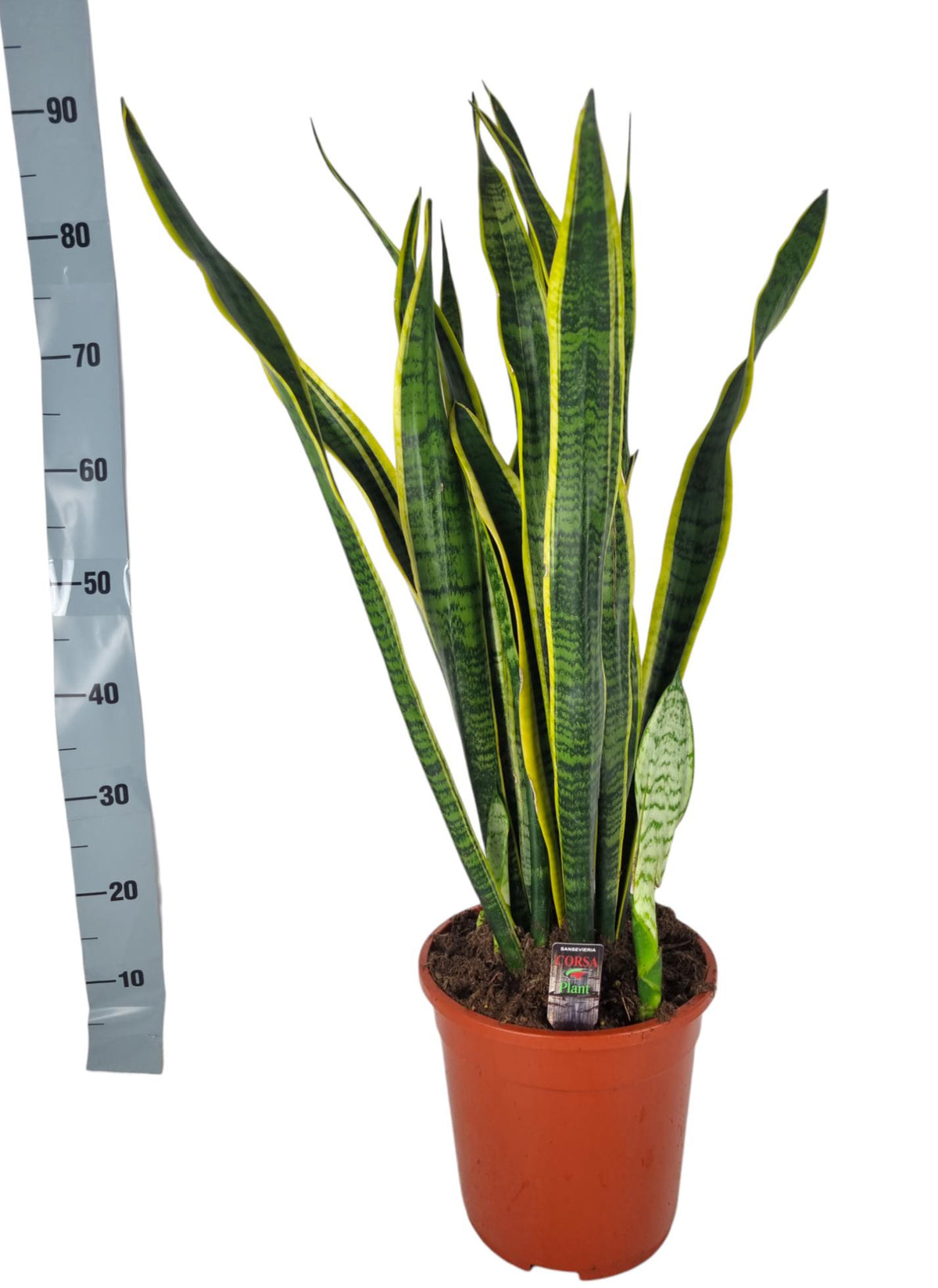 Sansevieria Laurentii 90cm 24cm Pot