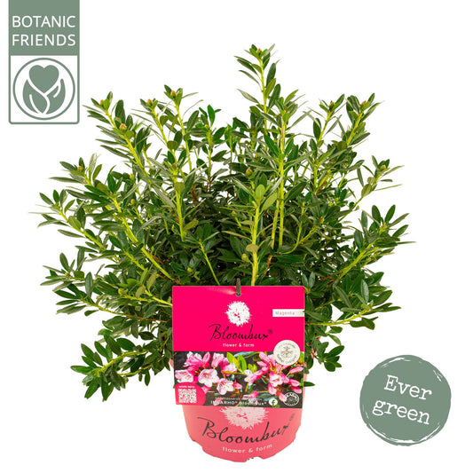 Rhododendron Magenta 55cm 23cm Pot