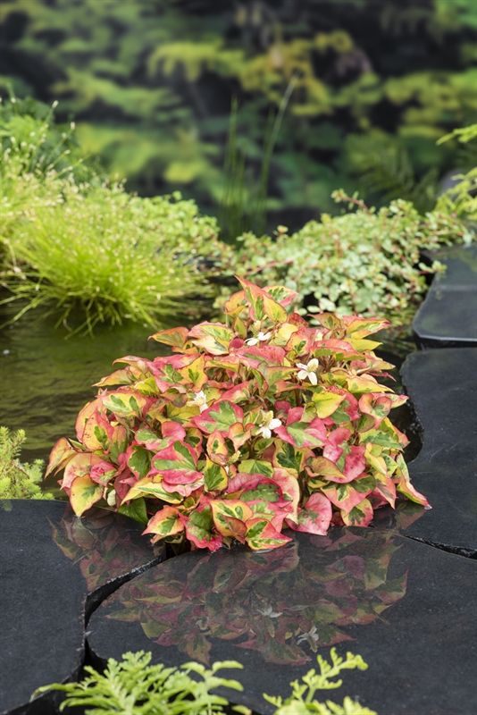 Houttuynia cordata Chameleon 20cm 18cm Pot