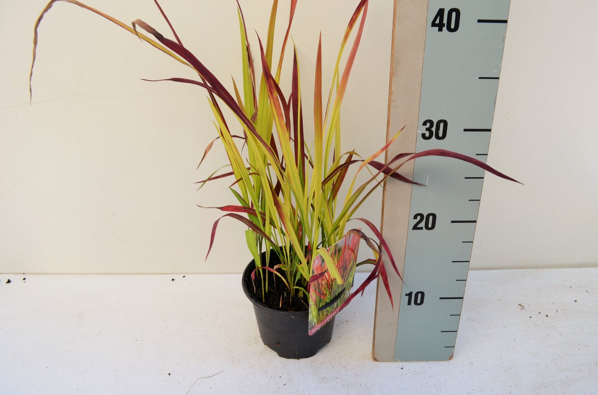 Imperata Red Baron 25cm 13cm Pot
