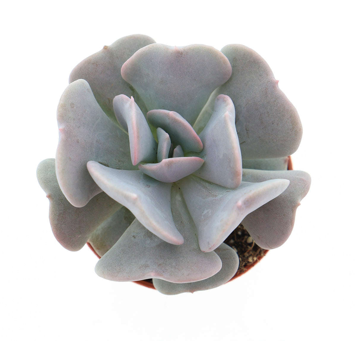 Echeveria Hybrid 8cm 5.5cm Pot