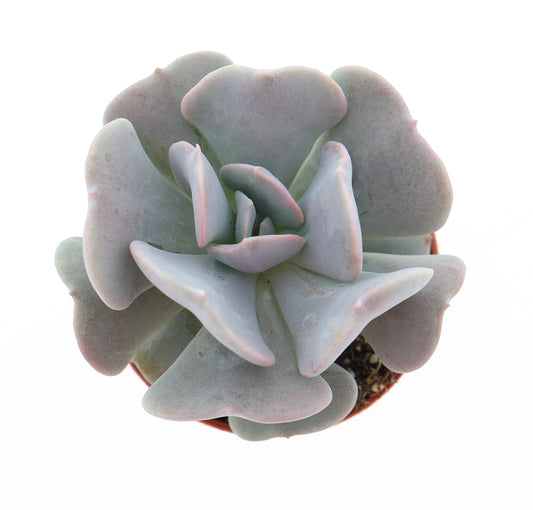 Echeveria Hybrid 8cm 5.5cm Pot