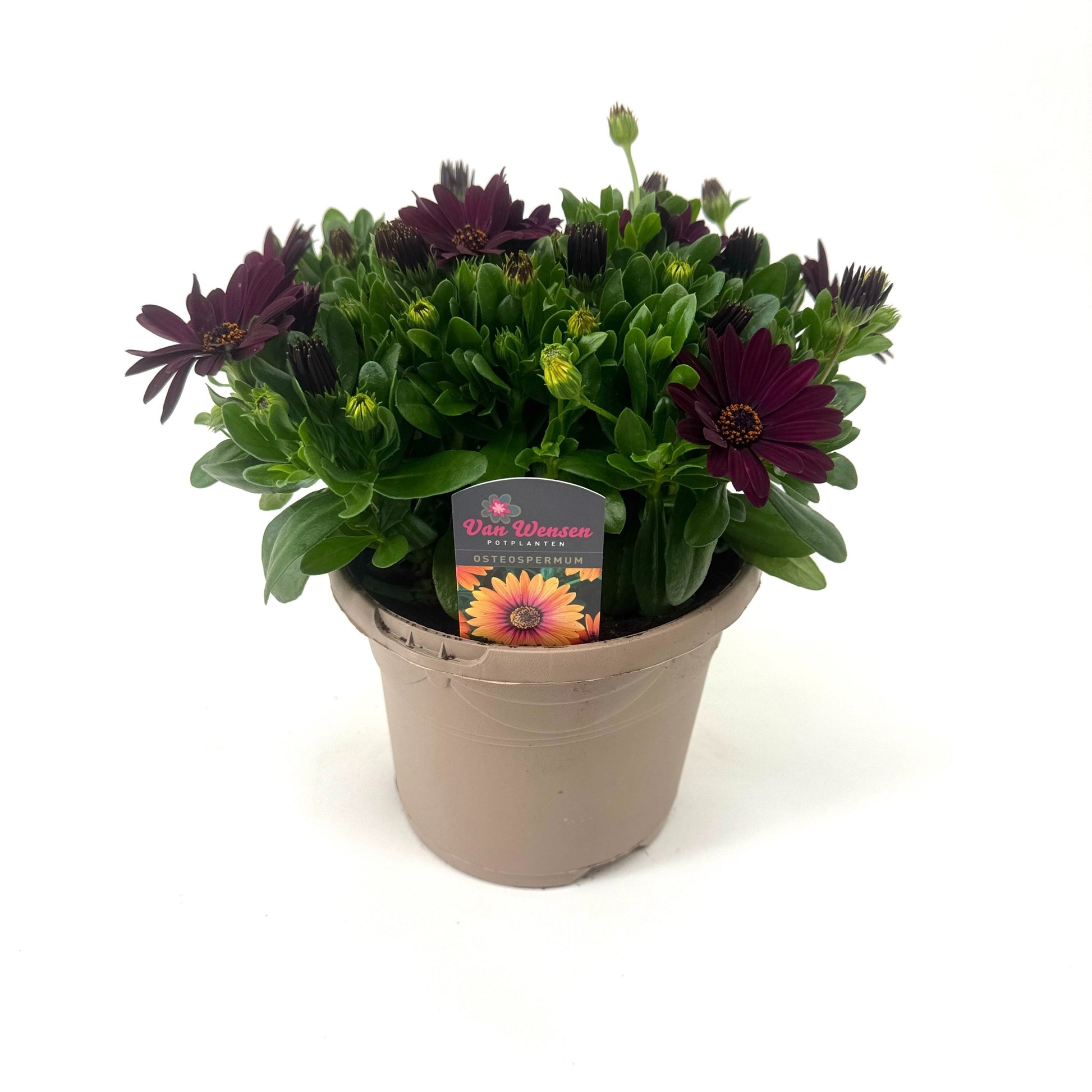 Osteospermum Serenity Dark Purple 27cm 17cm Pot
