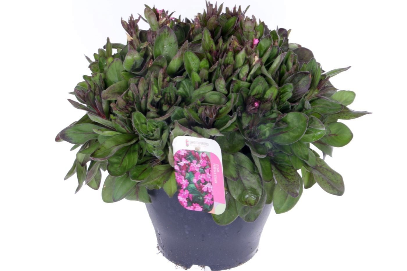 Silene pendula 30cm 23cm Pot