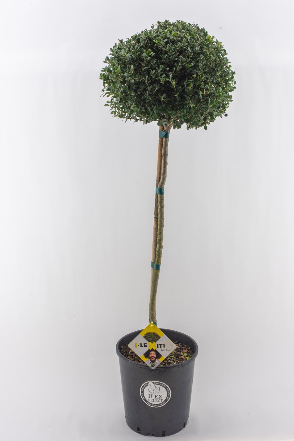 Ilex crenata Dark Green 130cm 26cm Pot
