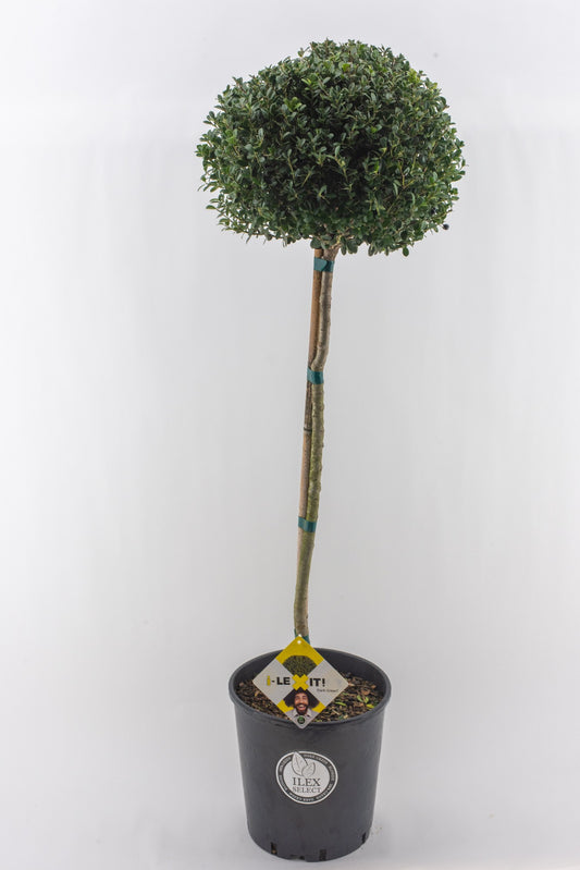 Ilex crenata Dark Green 130cm 26cm Pot