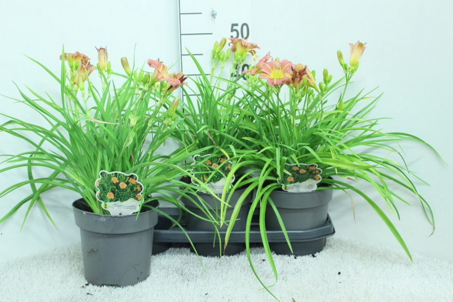 Hemerocallis mix 50cm 19cm Pot