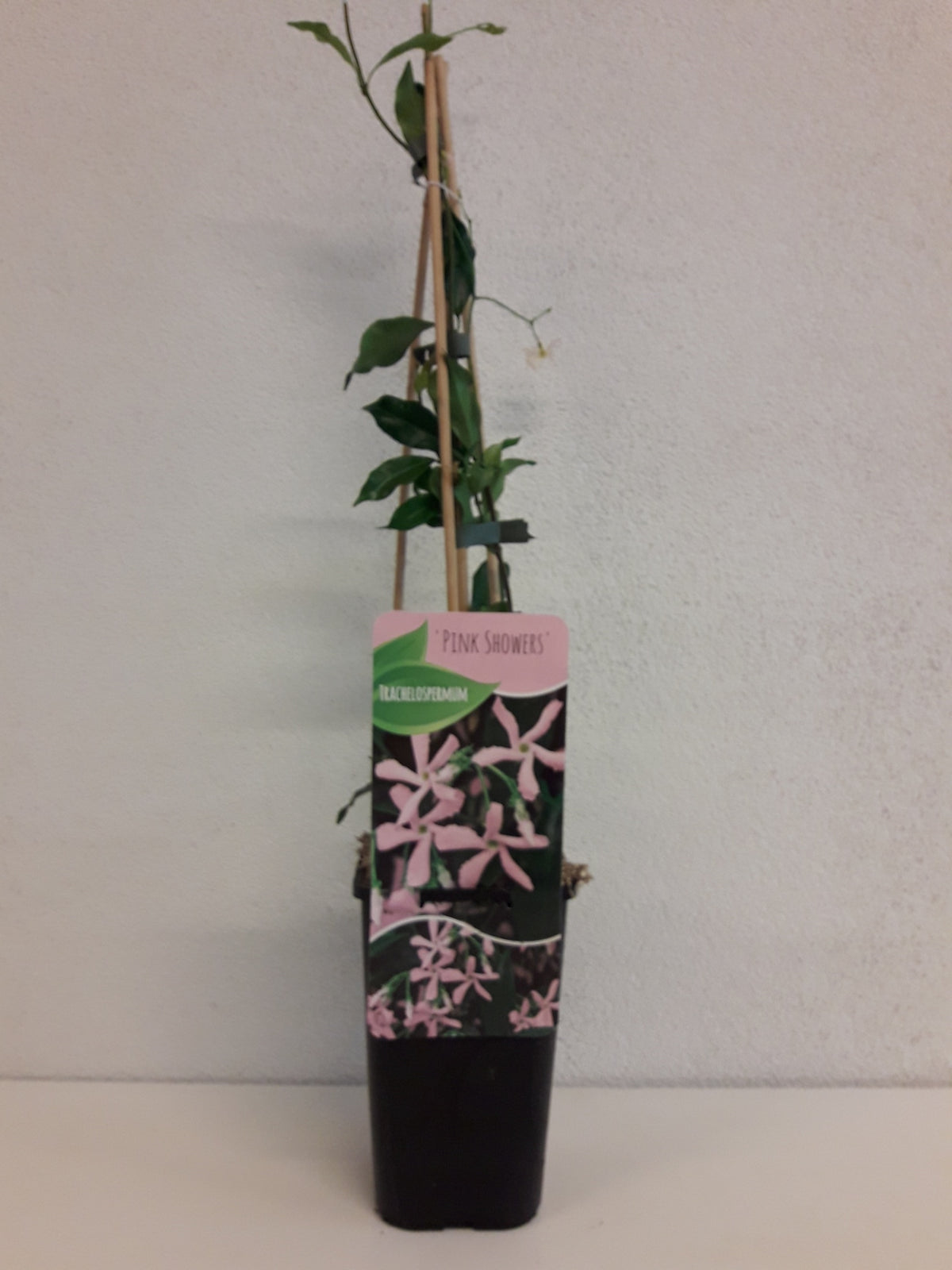 Trachelospermum jasminoides 60cm 14cm Pot