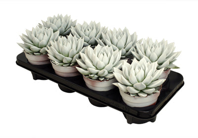 Echeveria colored white 15cm 12cm Pot