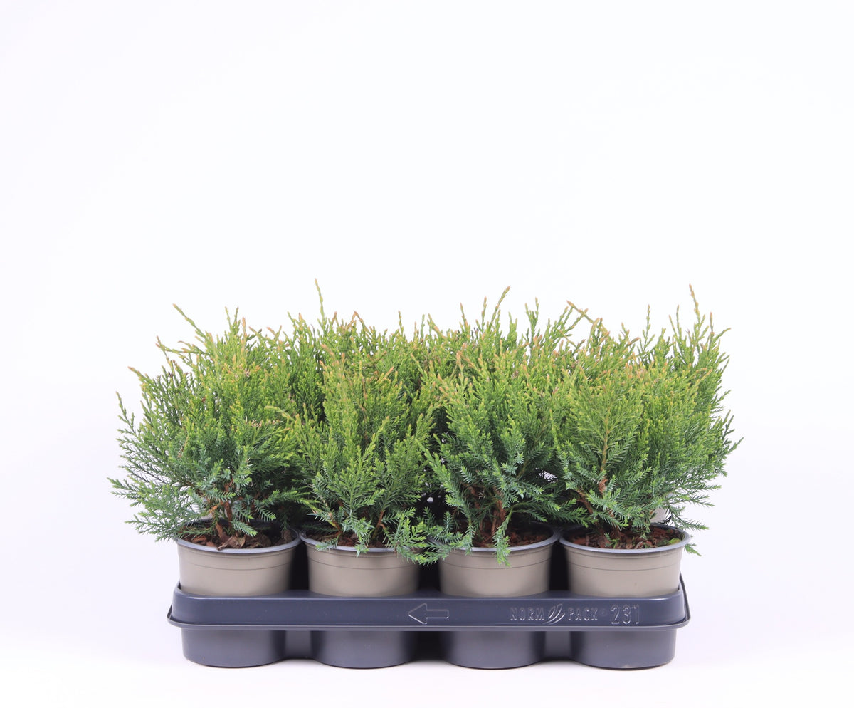 Juniperus Mint Julep 25cm 11cm Pot