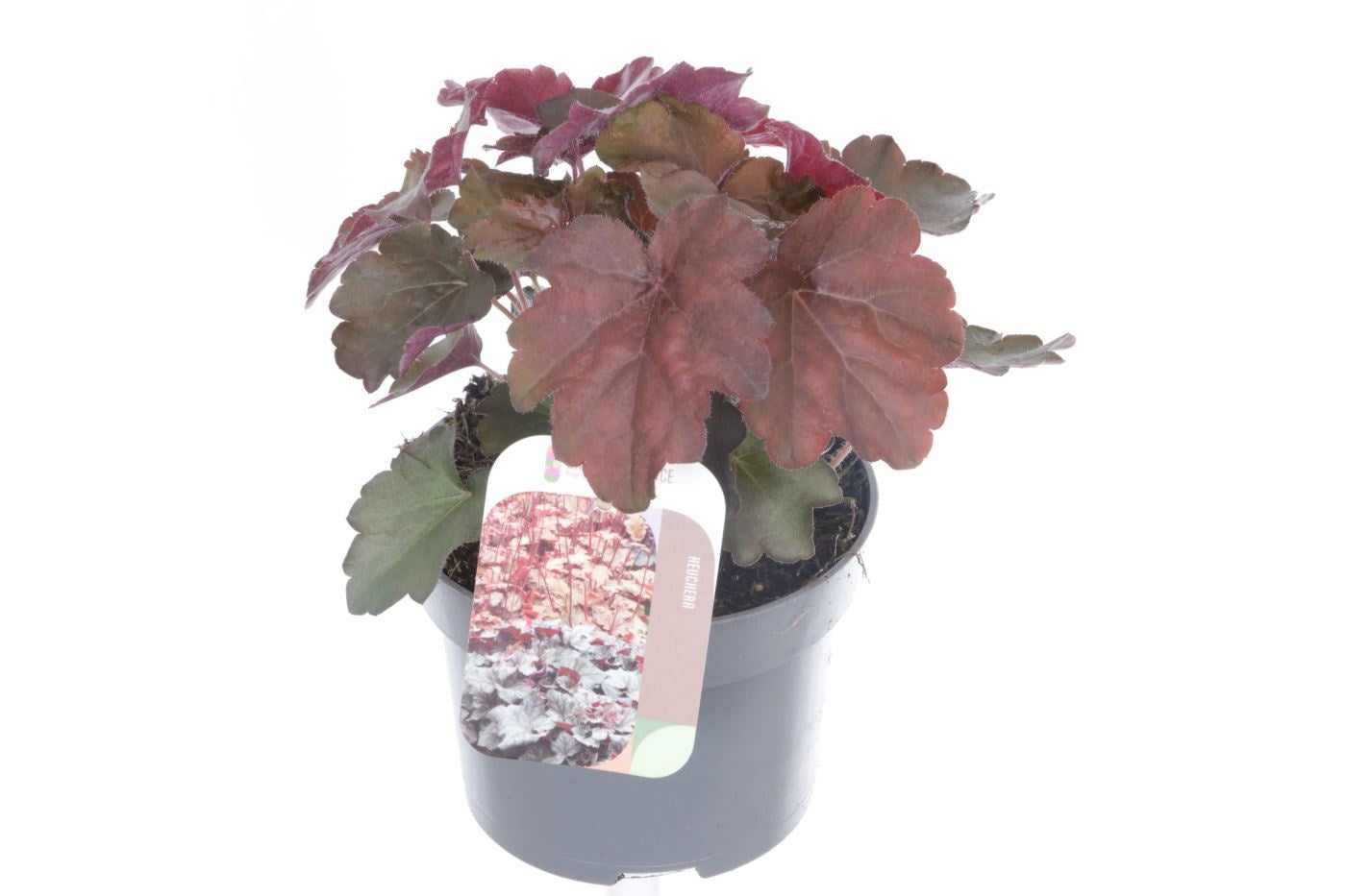 Heuchera Palace Purple 20cm 13cm Pot