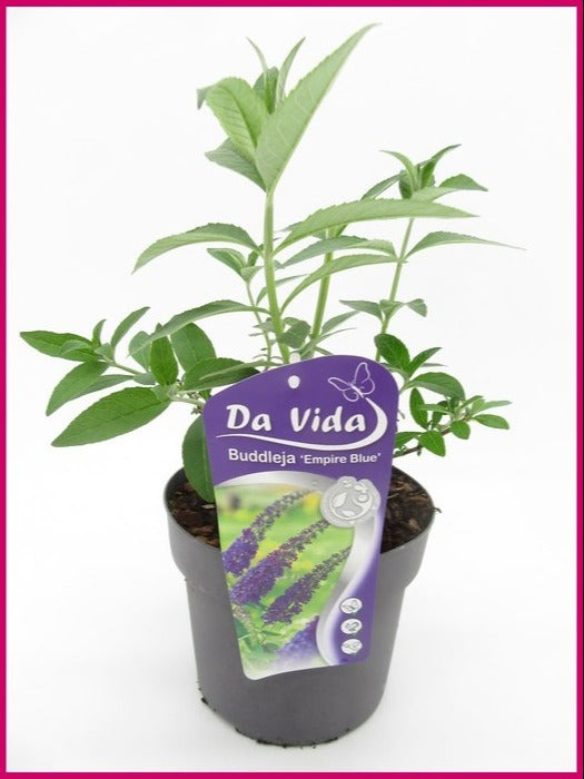 Buddleja davidii Empire Blue 45cm 19cm Pot