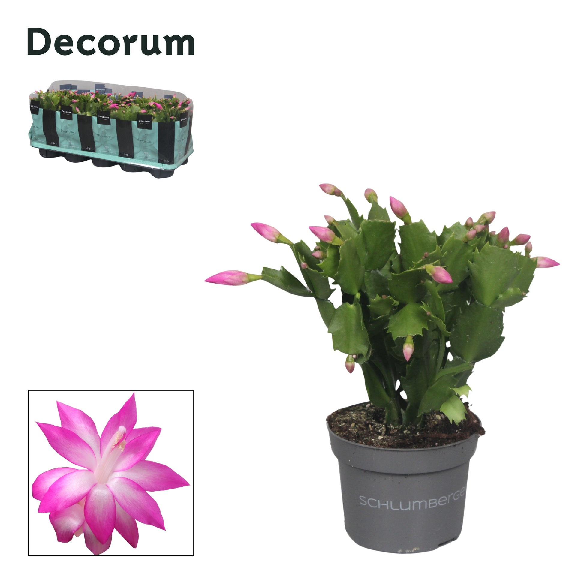 Schlumbergera Naomi 20cm 510cm Pot
