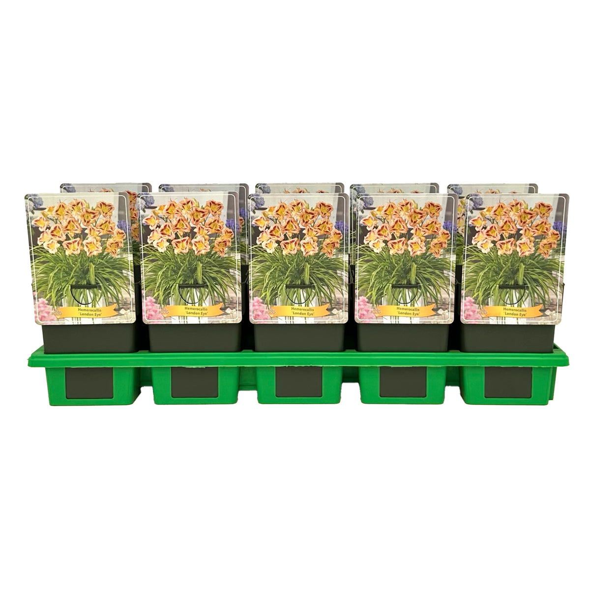 Hemerocallis mix 25cm 11cm Pot