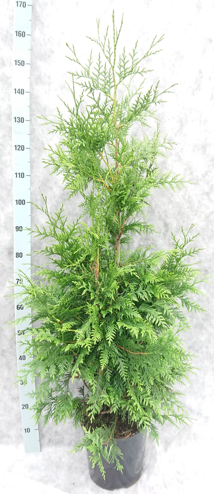 Thuja plicata Excelsa 160cm 27cm Pot