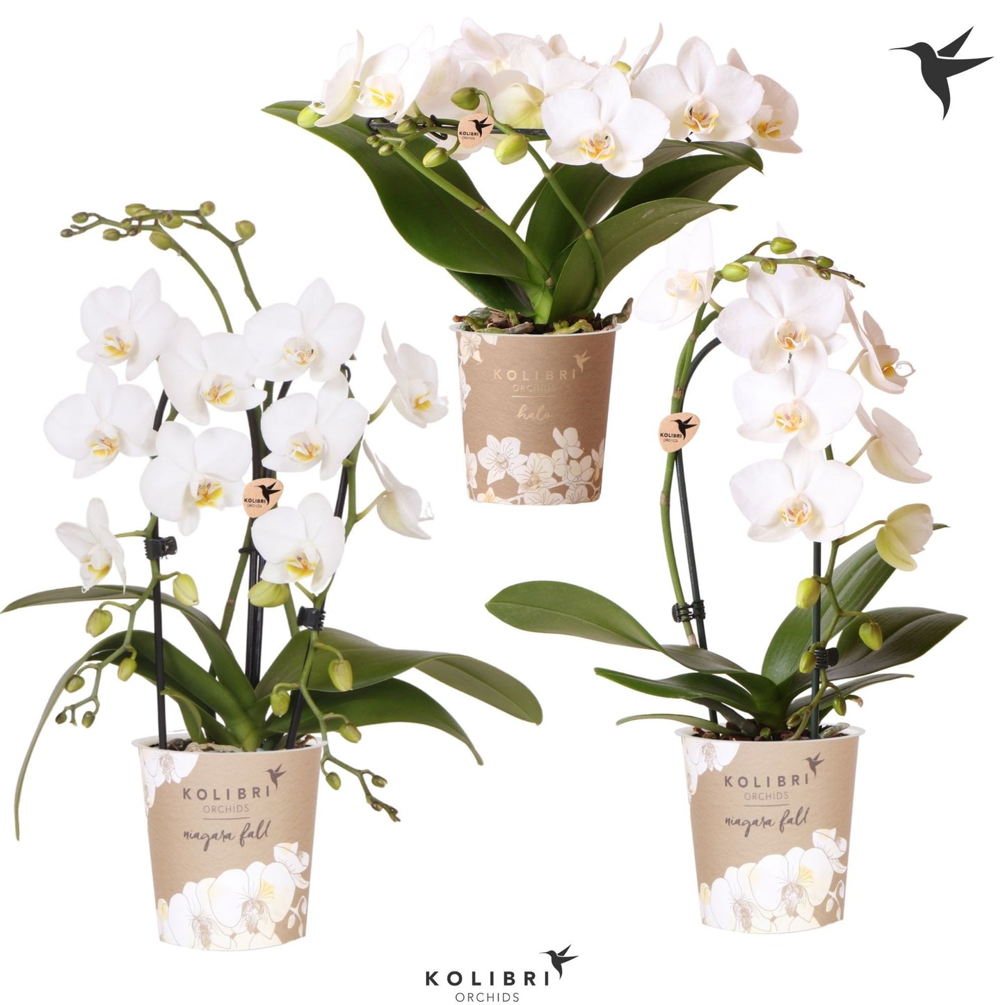 Phalaenopsis Elegant cascade 30cm 9cm Pot