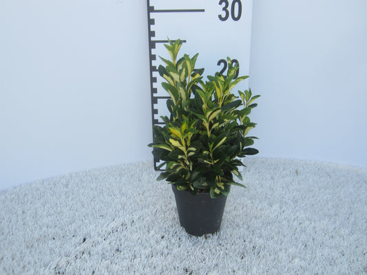 Euonymus Gold Moon 15cm 9cm Pot