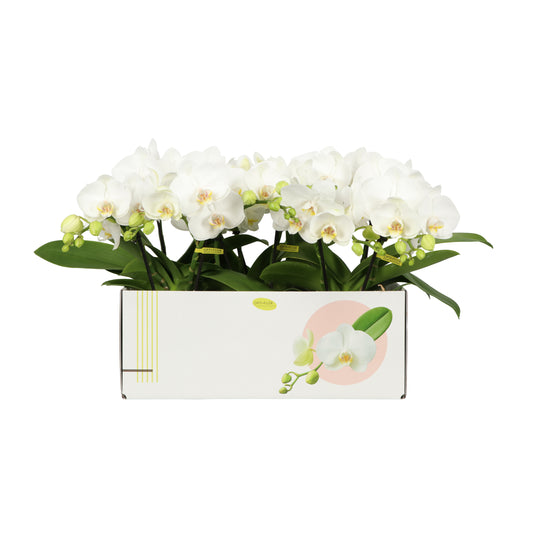 Phalaenopsis white 30cm 12cm Pot