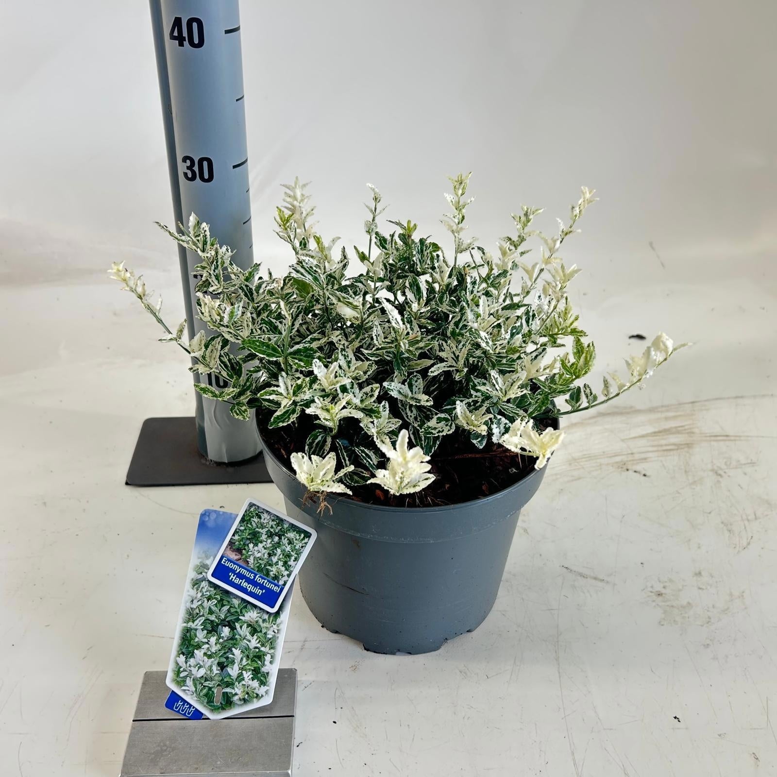 Euonymus Harlequin 25cm 23cm Pot