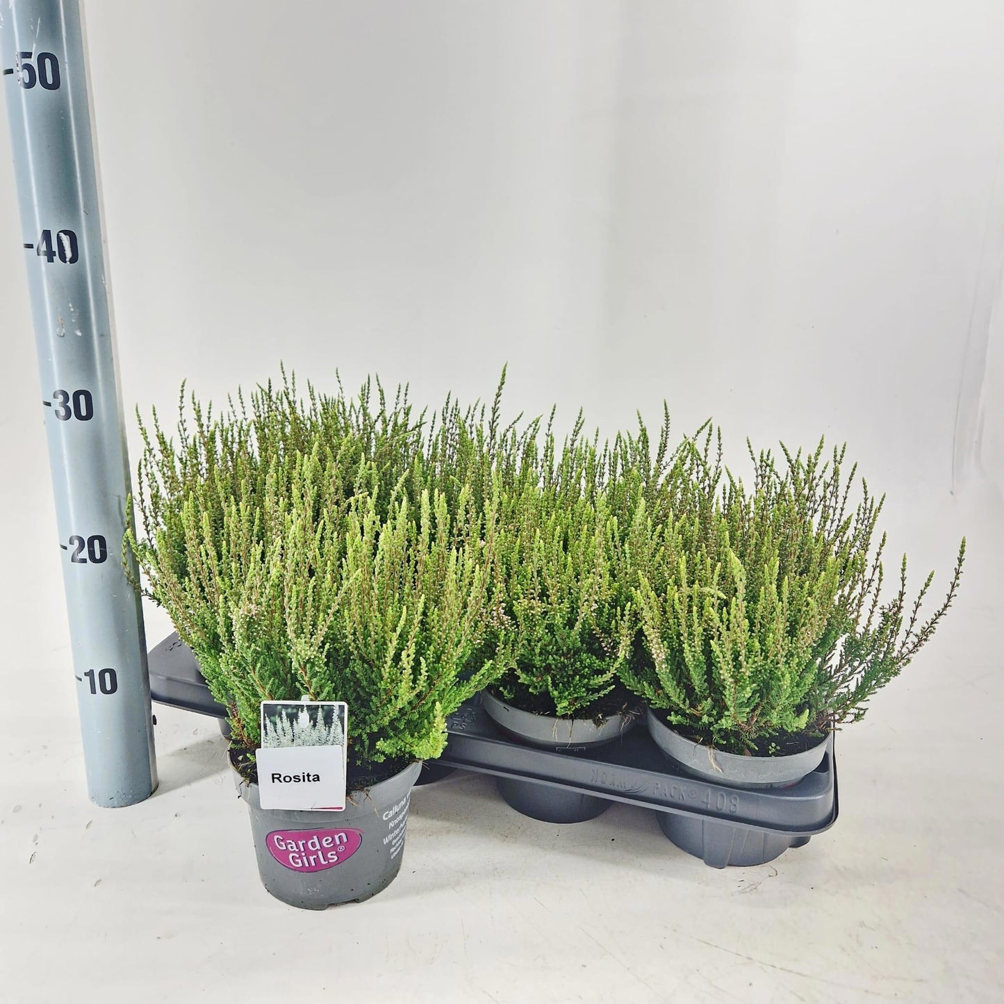 Calluna Garden Girls Rosita 25cm 13cm Pot