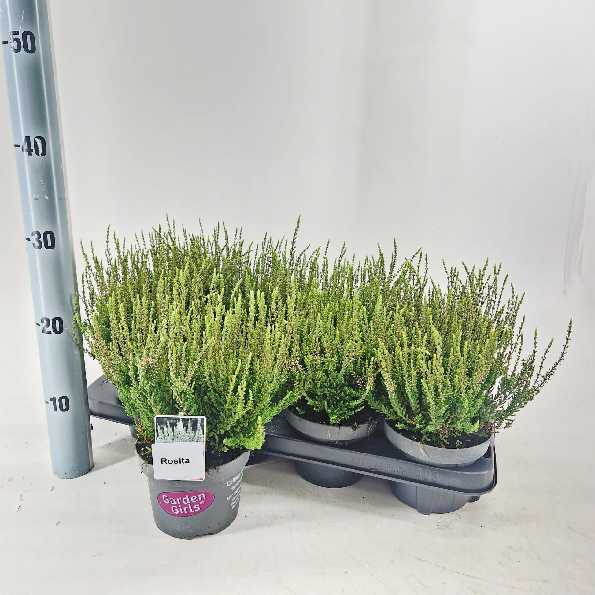 Calluna Garden Girls Rosita 25cm 13cm Pot