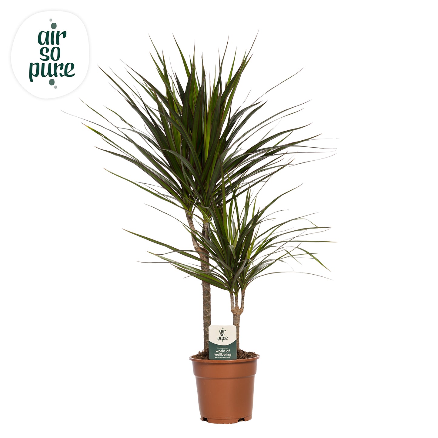Dracaena marginata 80cm 17cm Pot