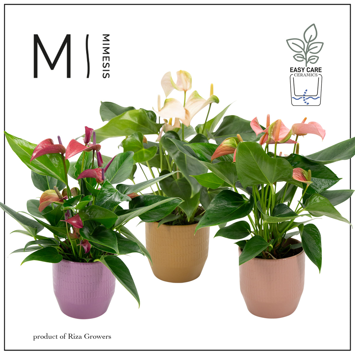 Anthurium mix 43cm 12cm Pot