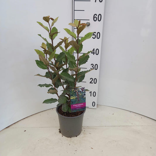 Elaeagnus ebbingei 55cm 17cm Pot