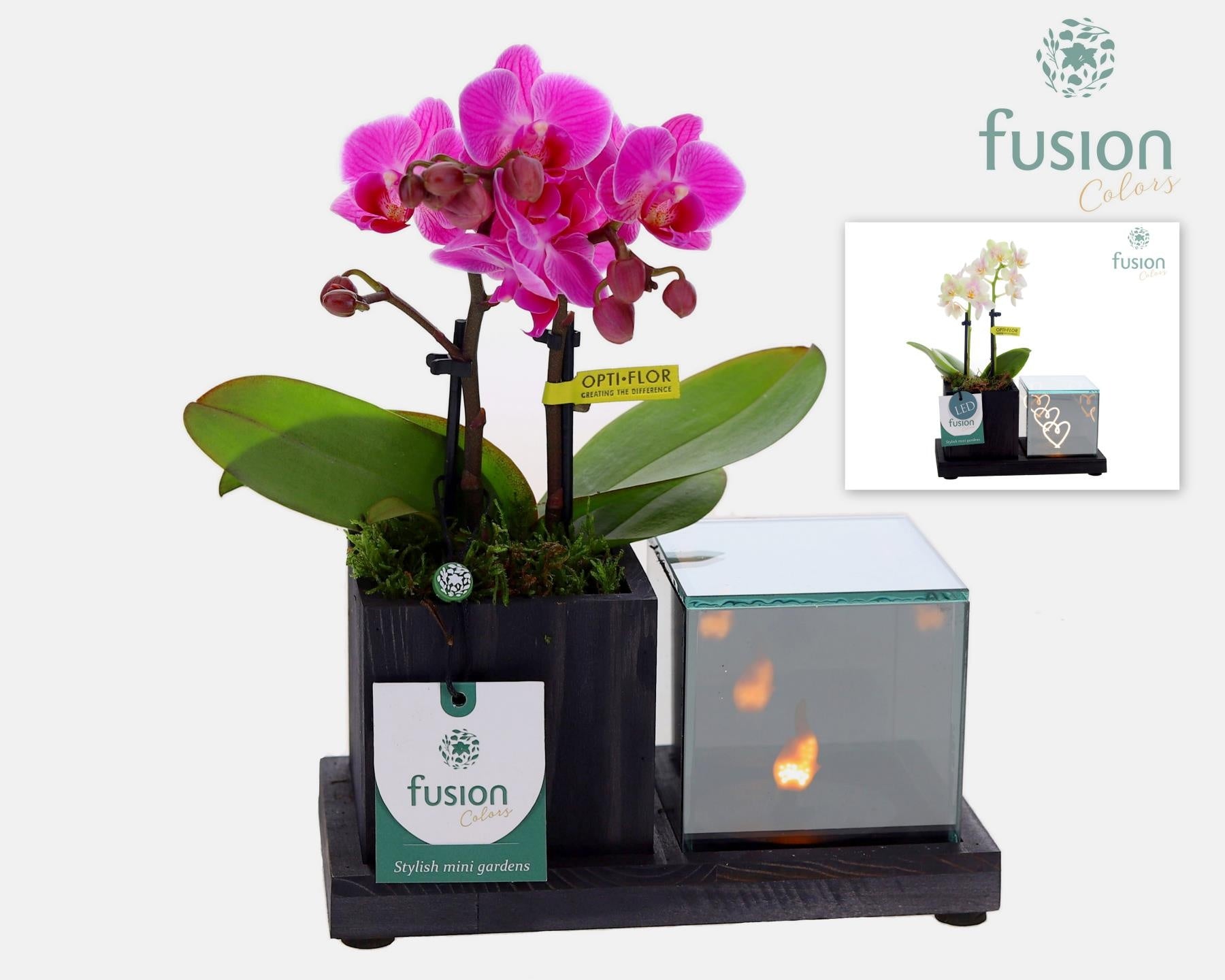 Fusioncolors BV Houten Elegant LED planter met Phalaenopsis Pack of 7