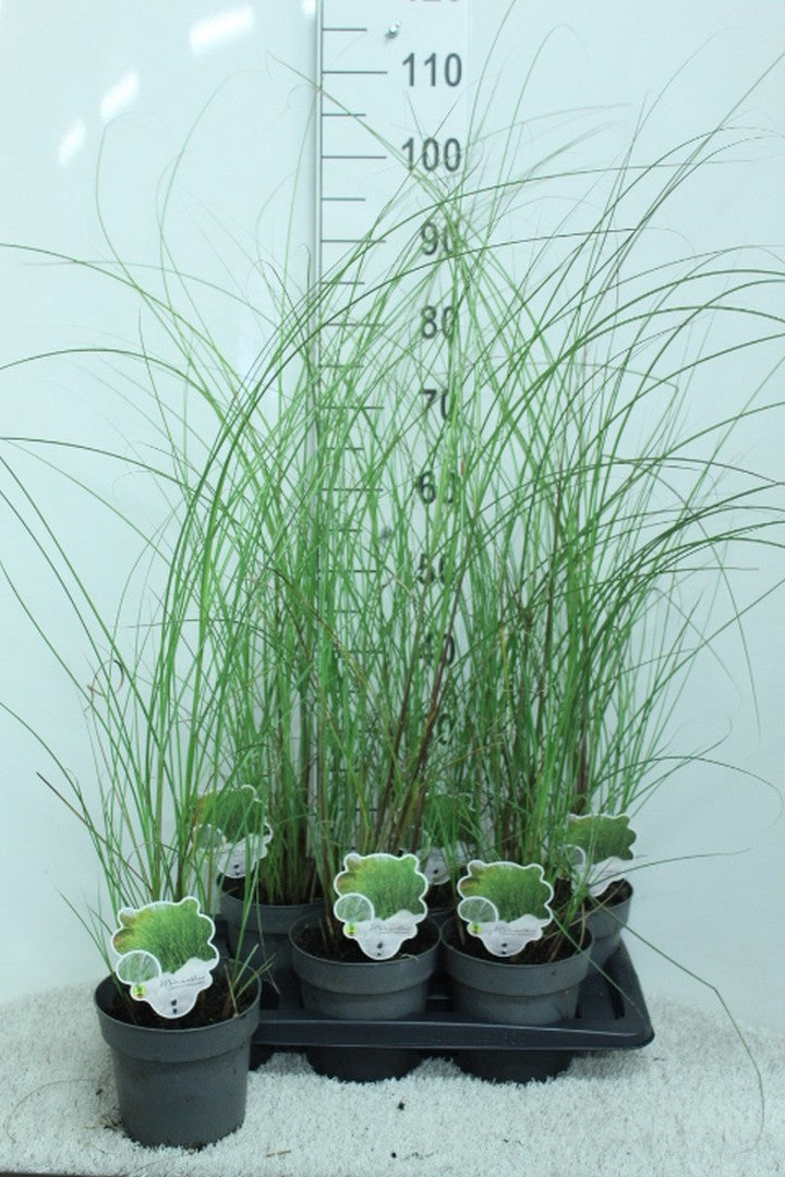 Miscanthus sin. Gracillimus 110cm 17cm Pot