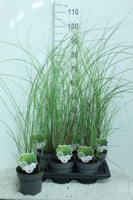Miscanthus sin. Gracillimus 110cm 17cm Pot