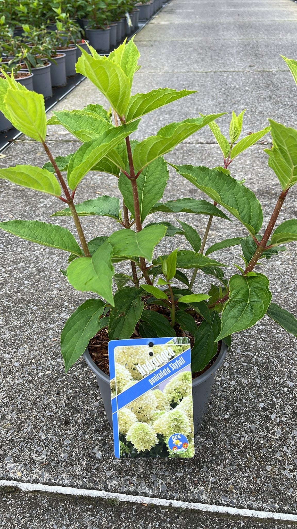 Hydrangea pan. Skyfall 50cm 19cm Pot