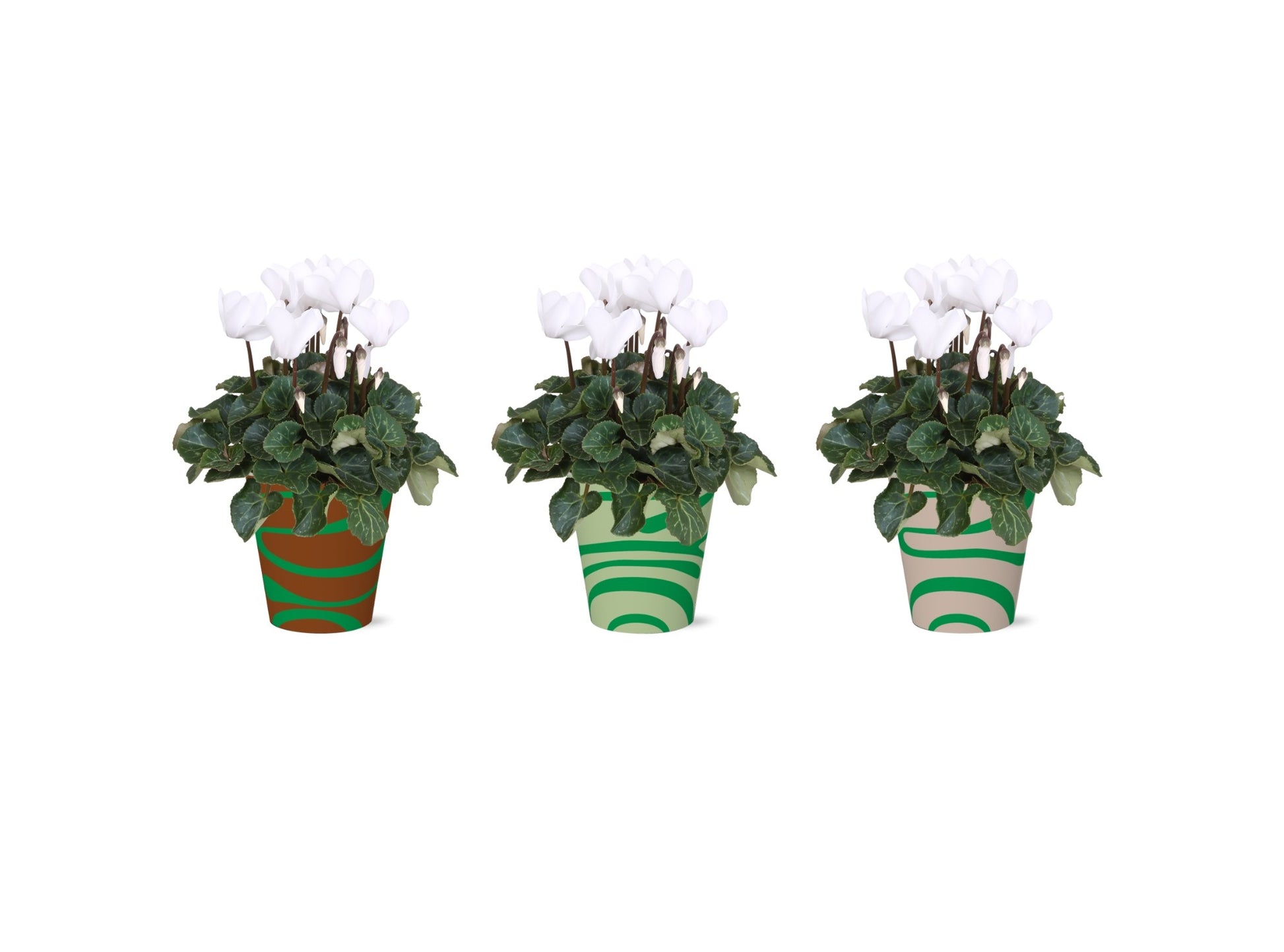 Cyclamen Allure 30cm 12cm Pot
