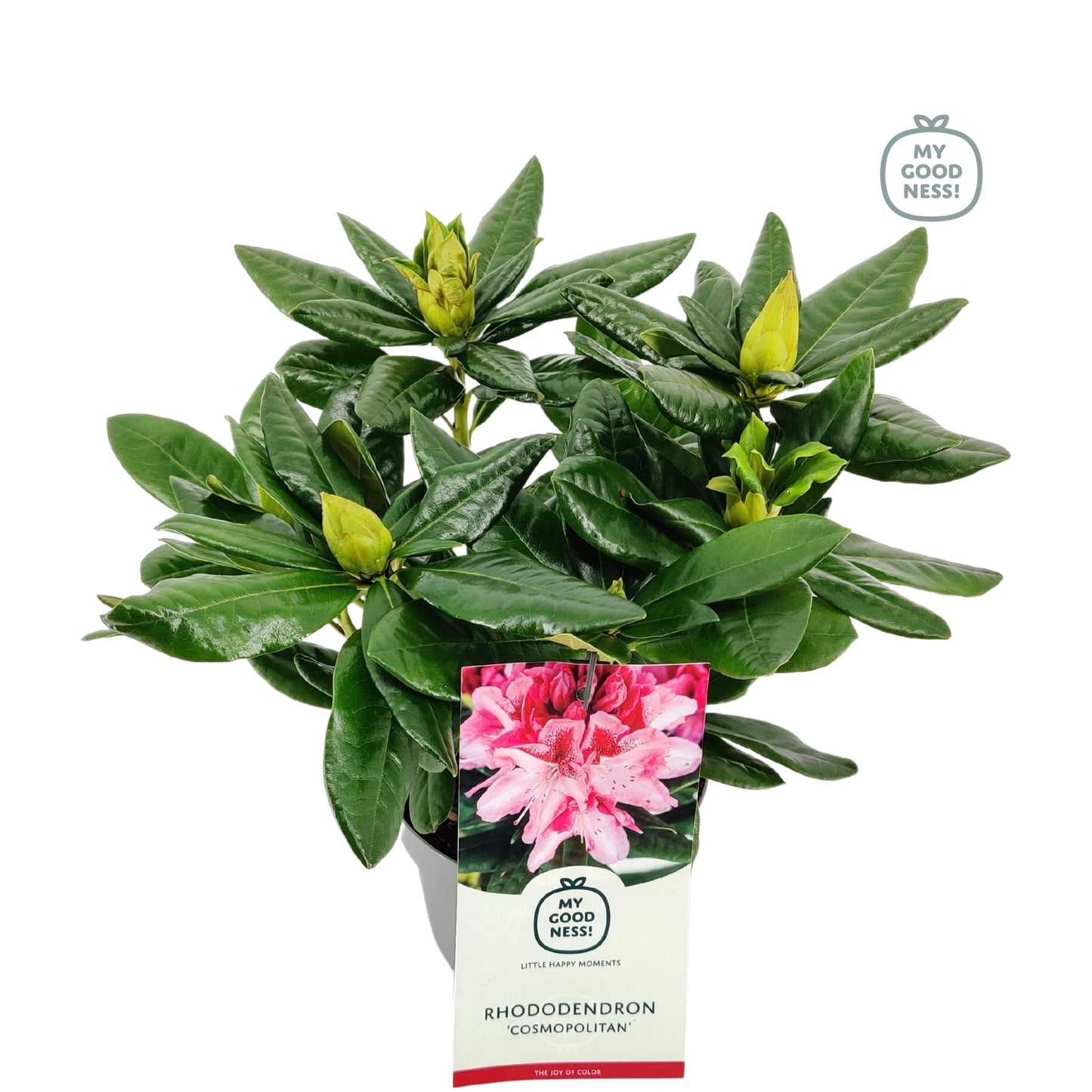 Leybaert BVBA Rhododendron Cosmopolitan Pack of 1