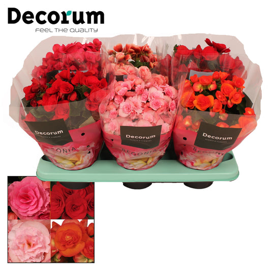 Begonia elatior  mix 32cm 14cm Pot