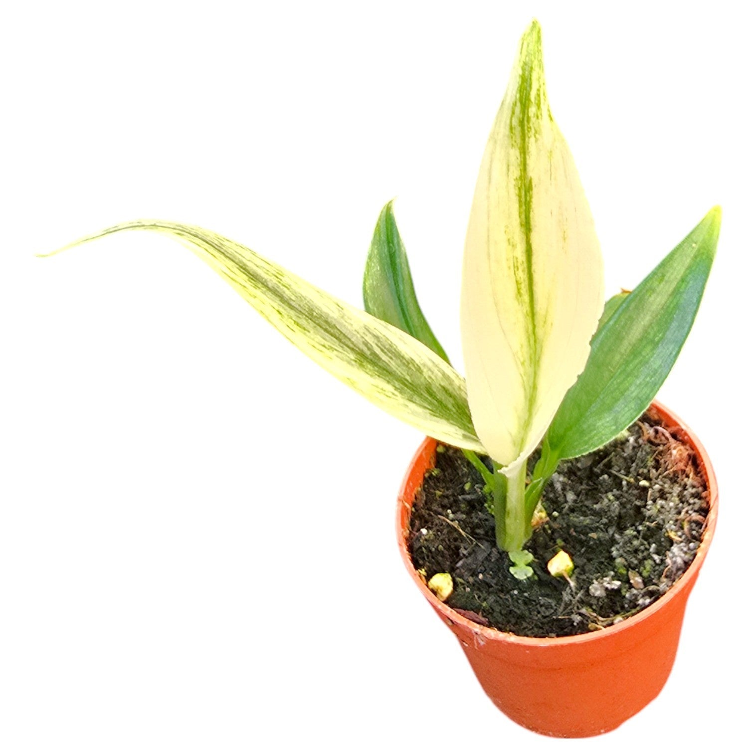 Epipremnum 15cm 7cm Pot