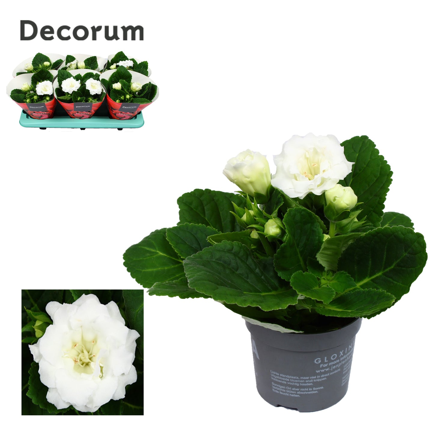 Sinningia Sonata White 20cm 13cm Pot