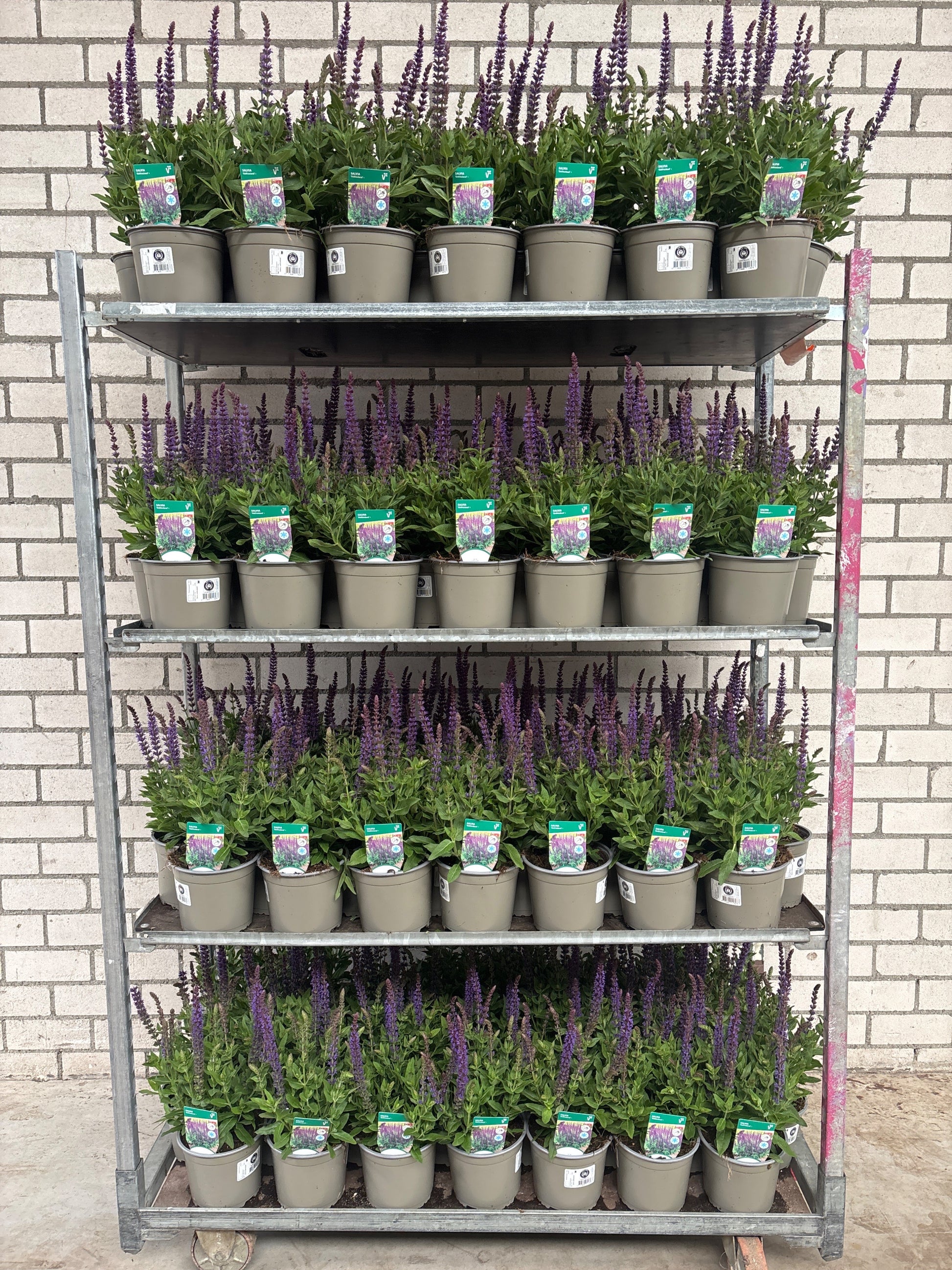 Salvia nem. Ostfriesland 35cm 17cm Pot