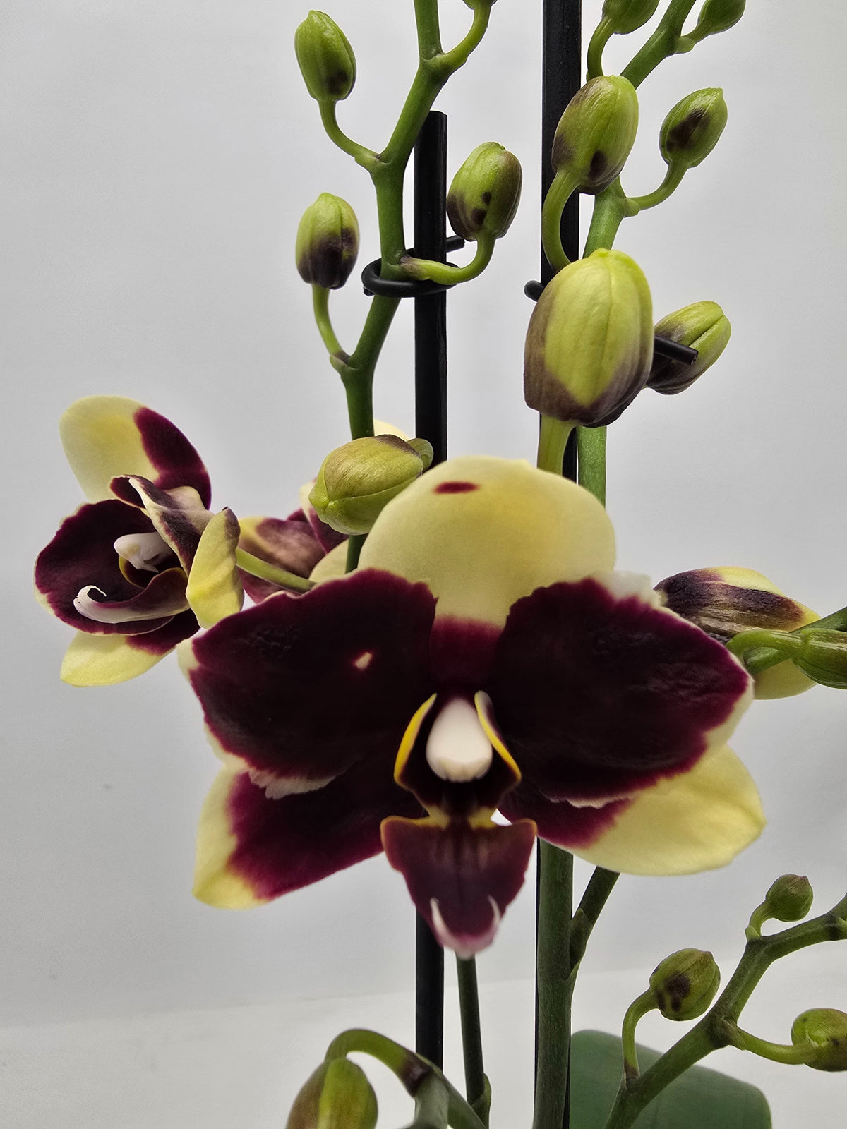 Phalaenopsis Hybrid 40cm 12cm Pot