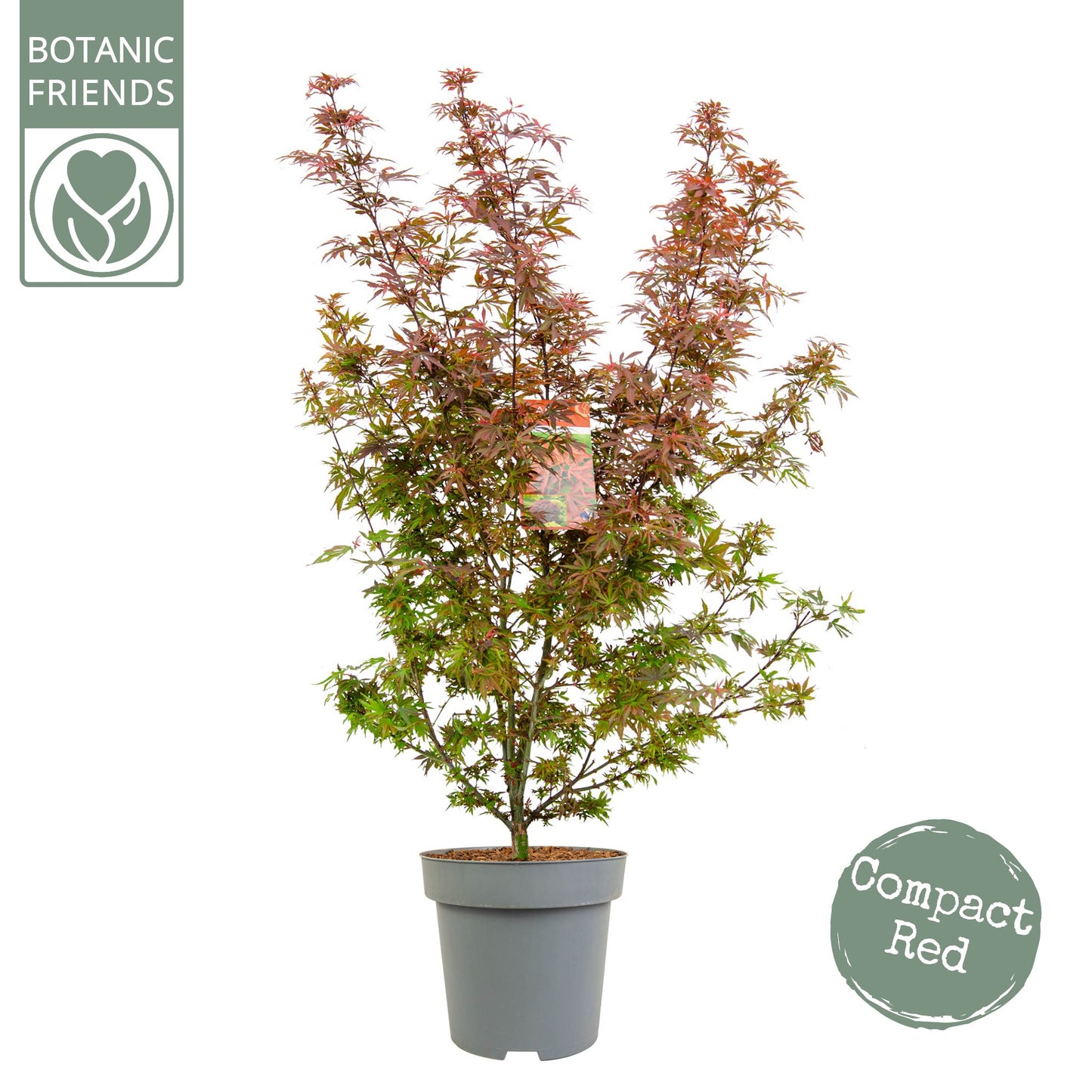 Acer Shaina 120cm 30cm Pot