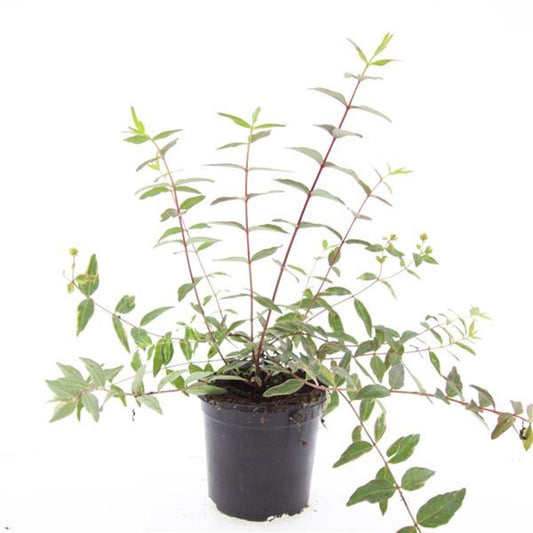 Hypericum mos. tricolor 25cm 14cm Pot